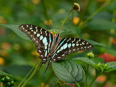 blue and black swallowtail butterfly on green leaf