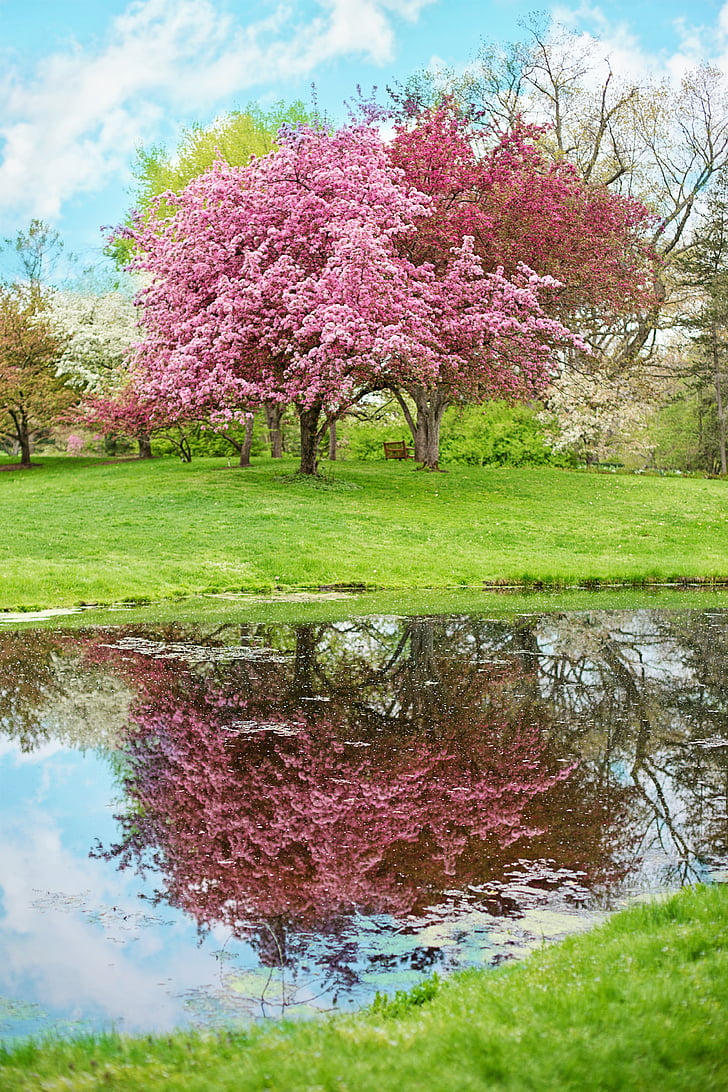 photo of pink petaled tree near body of water
