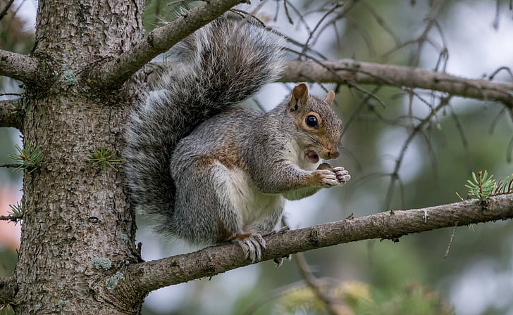 squirrel on tree branch