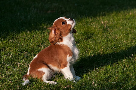 short-coated brown and white puppy on green grass