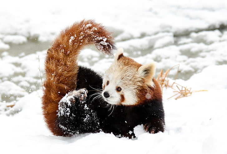 red panda on snow during daytime