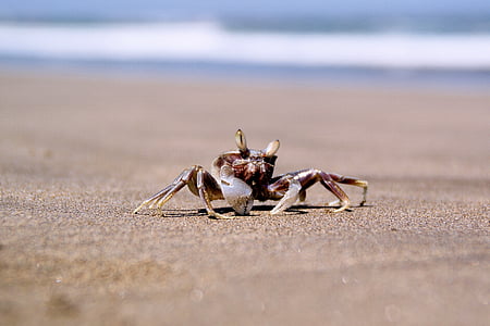 crab on sea shore