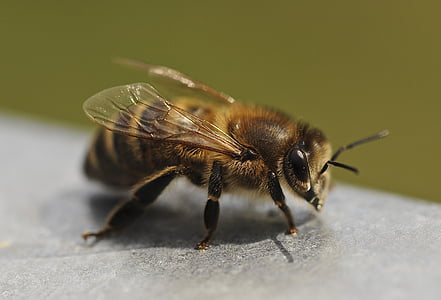macro shot photography of honeybee on grey surface