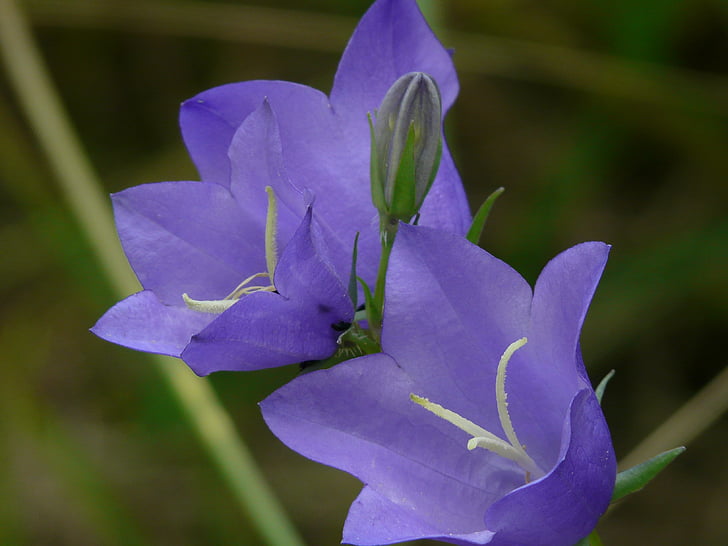 closeup photo of purple flowers on bloom