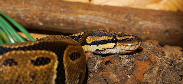 close photography of brown snake