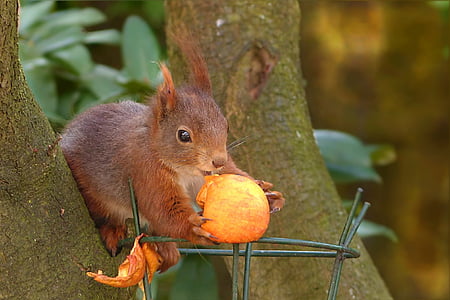 squirrel on tree holding acorn