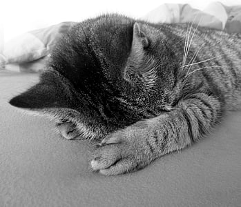 grayscale photo of kitten