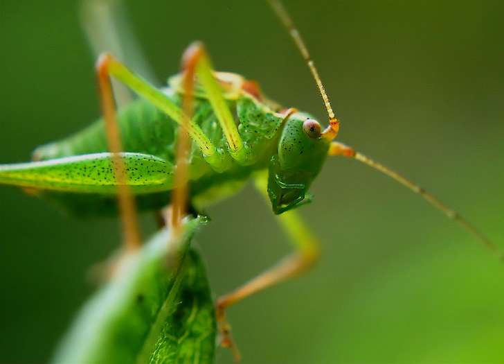 macro photography of green grasshopper on green leaf