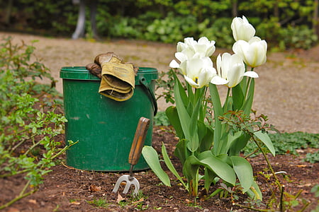 white tulips in bloom beside green plastic pail
