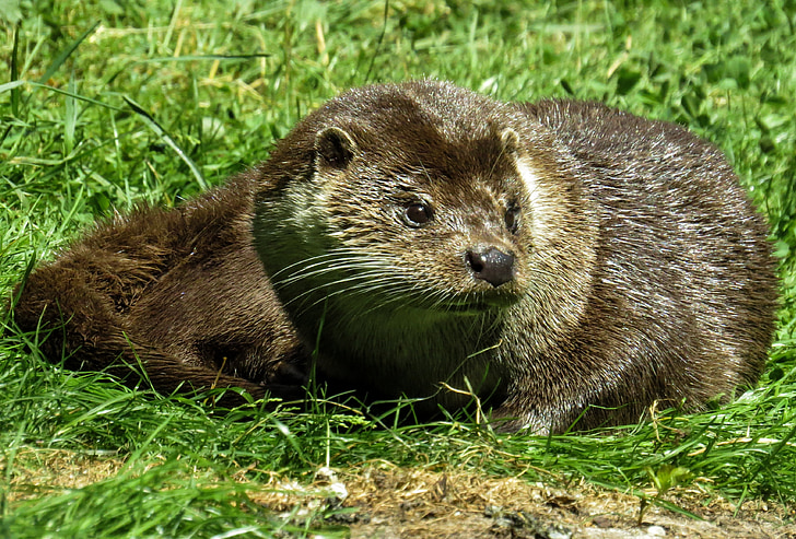 brown otter laying on grass field