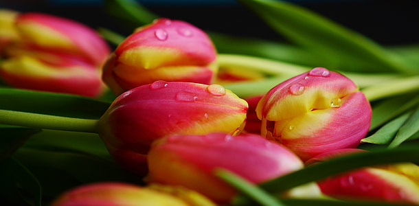 pink-and-yellow tulip buds