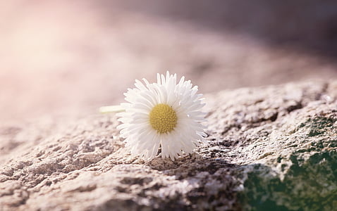 close up photography of white chamomile flower in bloom on gray rock
