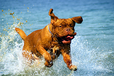 adult mahogany French mastiff running on body of water