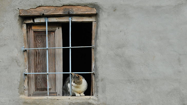 cat sitting on windowpane