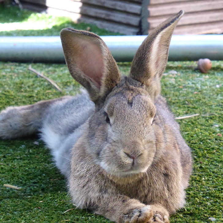 brown rabbit lying on green grass field during daytime