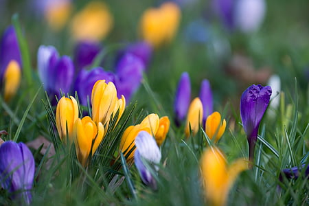 selective focus photography of yellow and purple petaled flower