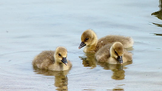 three brown-and-yellow ducklings on water