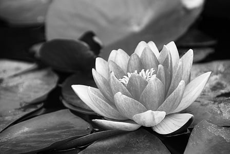 grayscale photography of lotus flower