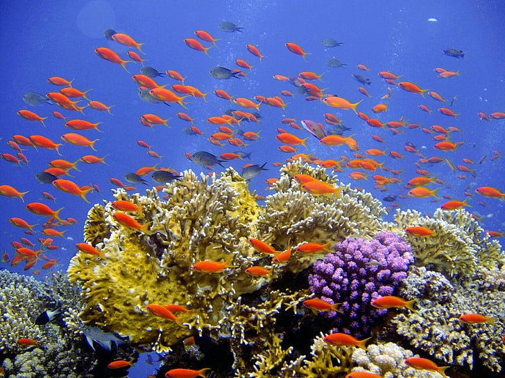 school of orange fish underwater