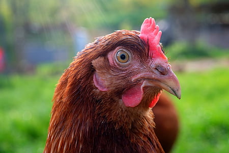 portrait of brown rooster