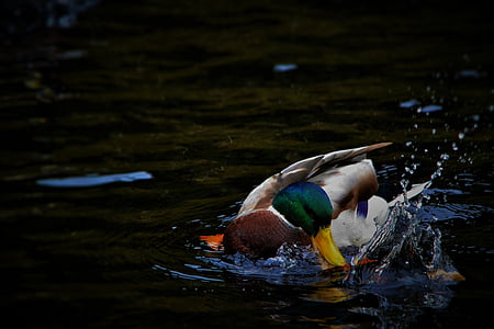 white, brown, and green mallard duck on body of water