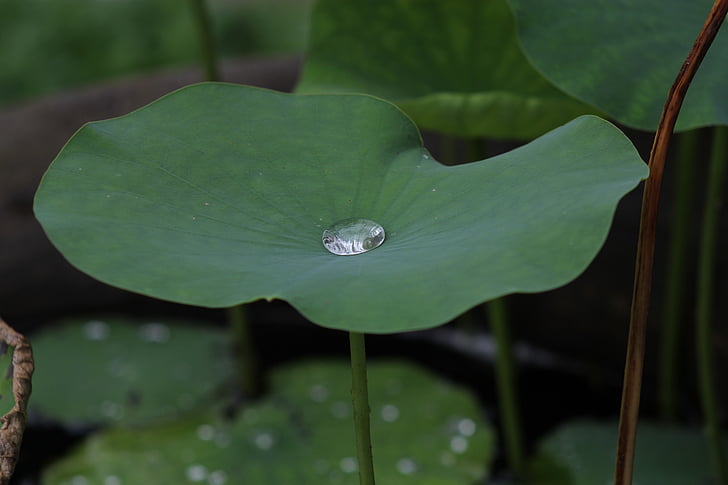 water droplet on green taro plant leaf