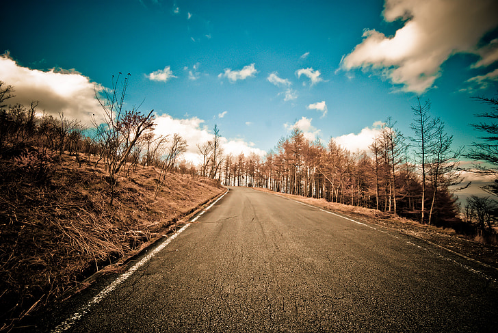 landscape photography of road and pine trees