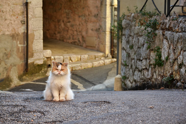 medium-coated beige cat