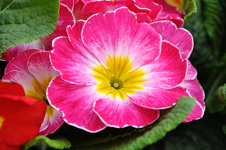 close up photography of pink and yellow petaled flower