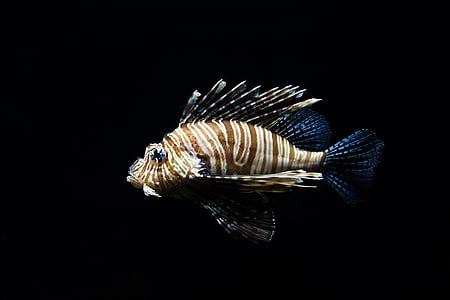 brown and blue sea fish