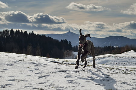 adult black great dane running on snow covered area on focus photo