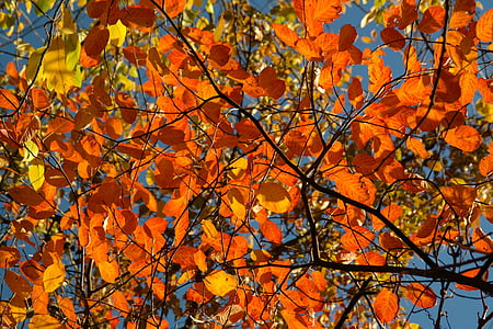 orange leaf tree