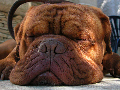 adult brown French mastiff lying on grey pavement during daytime