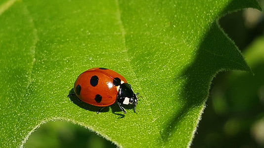 macro photo of orange and black ladybug on green leaf