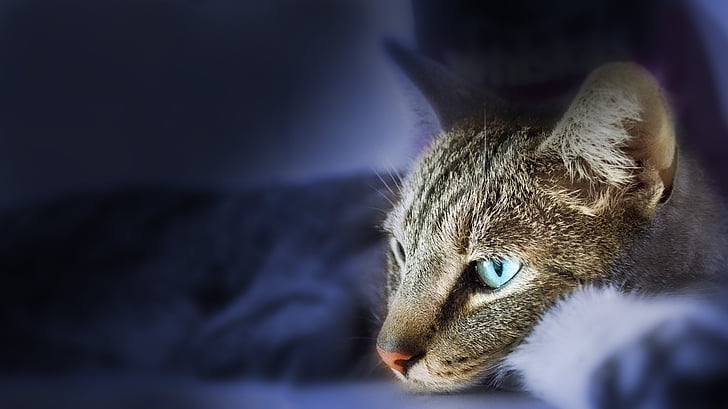 closeup photo of brown blue-eyes tabby cat