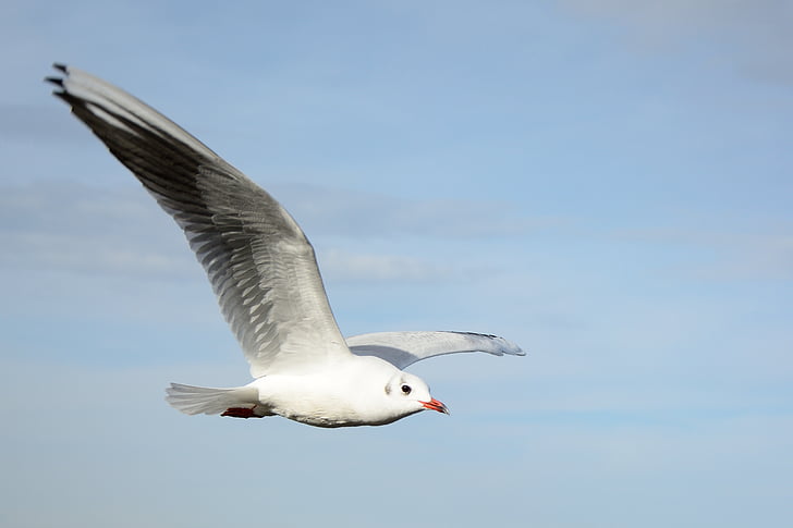 ring-billed gull flying under blue sky