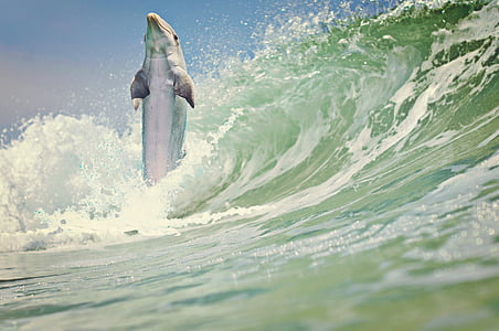 photo of a dolphin over ocean wave