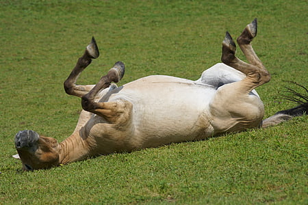 brown horse lying in the grass