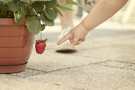 baby pointing on red strawberry