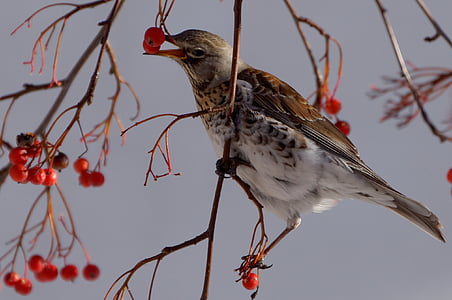 brown and white bird perching on tree branch eating red fruit