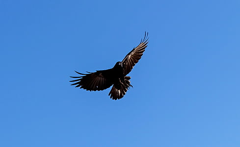closeup photo of flying bird