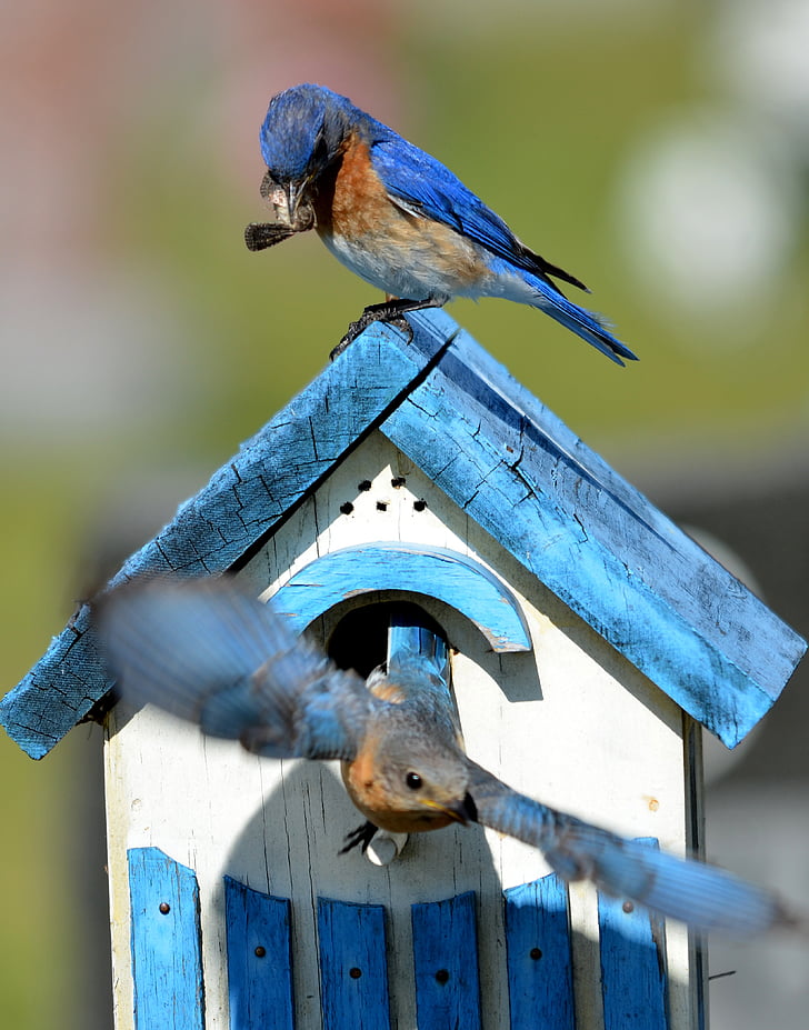 shallow focus photo of blue birds on birdhouse
