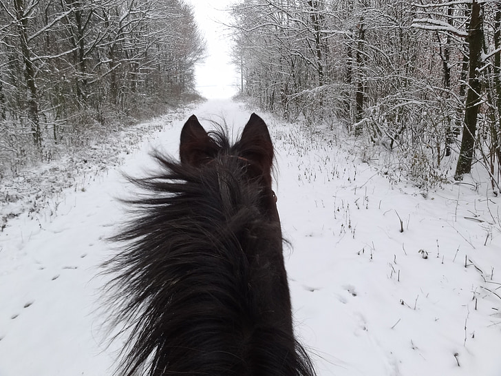 horse between snow-covered bare trees during daytime