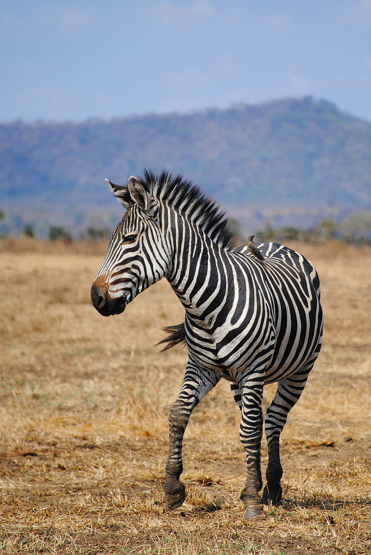 zebra standing on field