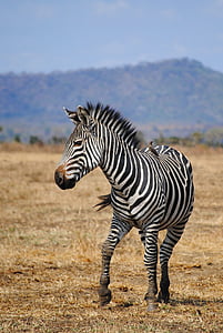 zebra standing on field