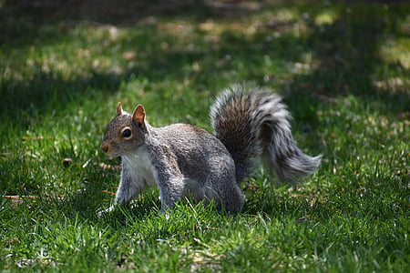 gray and brown squirrel walking on grass field