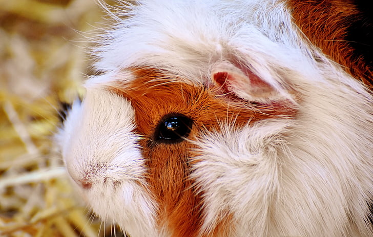 white and brown guinea pig