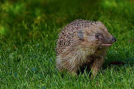 brown hedgehog on green grass