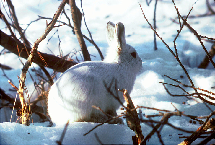 white rabbit surrounded by branches