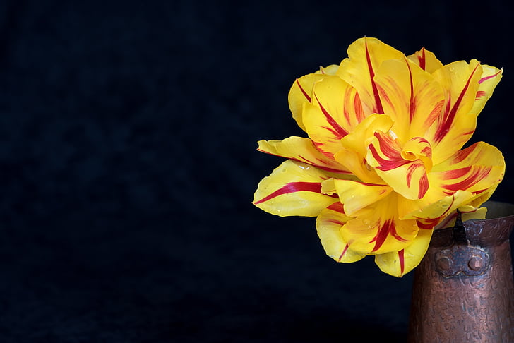 yellow and red petaled flower on brown vase